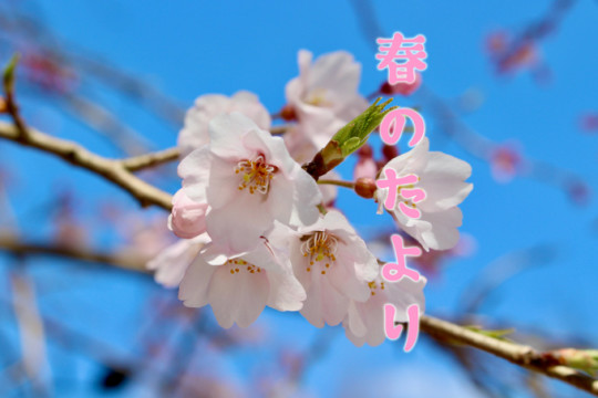 京丹後から「春のたより」